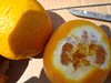 О выявлении в порту Новороссийска партии апельсин из Египта, зараженных средиземноморской плодовой мухой